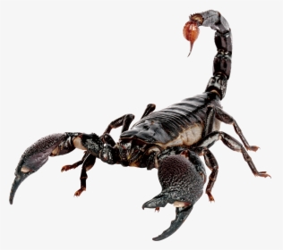 Emperor Scorpion Scorpion Sting House - Scorpion Png, Transparent Png, Transparent PNG
