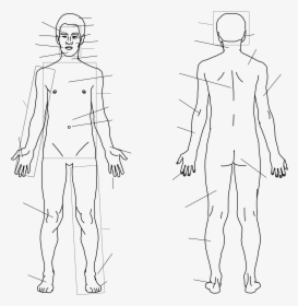 Transparent Human Figure Png - Transparent Body Sketch, Png Download, Transparent PNG