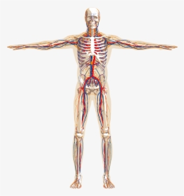 Png Image With Transparent Background - Nervous System Transparent Background, Png Download, Transparent PNG