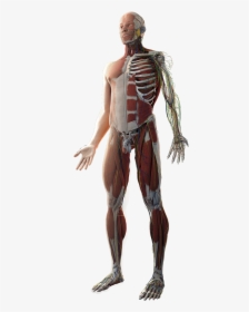 Transparent Human Anatomy Png - Transparent Human Body Png, Png Download, Transparent PNG