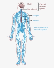 Central Nervous System Drawing, HD Png Download, Transparent PNG