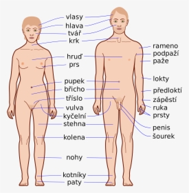 Human Body , Png Download - Body Parts, Transparent Png, Transparent PNG