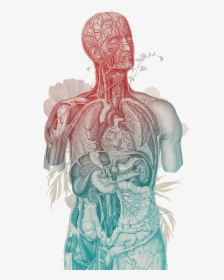 Human Body Vintage , Png Download - Body's Endocannabinoid System, Transparent Png, Transparent PNG