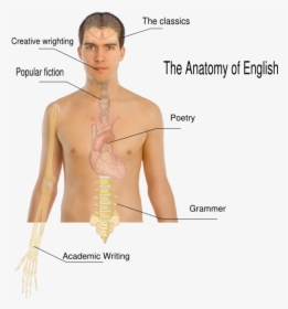 English Anatomy, HD Png Download, Transparent PNG