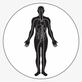 Muscle Icon Png - Exercise Enhances Immune System, Transparent Png, Transparent PNG