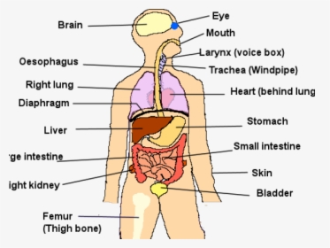 Human Body Organs - Cartoon, HD Png Download, Transparent PNG