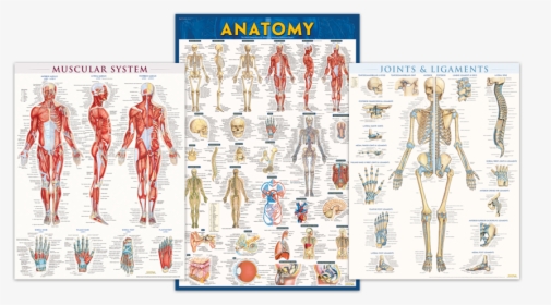 Anatomy And Physiology Posters - Poster, HD Png Download, Transparent PNG