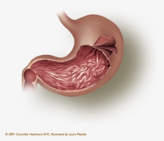 The Gastric Layers - Smooth Muscles Png, Transparent Png, Transparent PNG