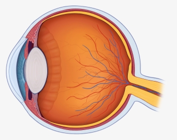 Human Eye Png - Eye Ball Cross Section, Transparent Png, Transparent PNG