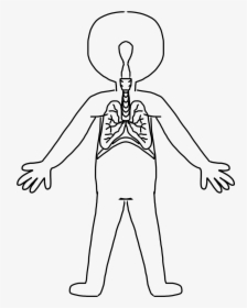 Human Body Clipart Cartoon - Human Body System Drawing, HD Png Download, Transparent PNG