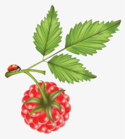 Transparent Raspberries Clipart - Raspberry Illustration Free, HD Png Download, Transparent PNG