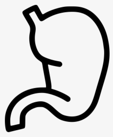 Stomach, HD Png Download, Transparent PNG