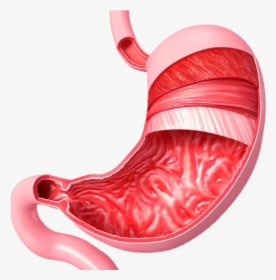 Muscular System On Emaze - Stomach Diagram No Labels, HD Png Download, Transparent PNG