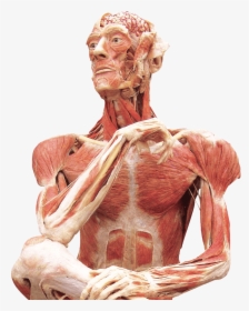Body Worlds 3, HD Png Download, Transparent PNG
