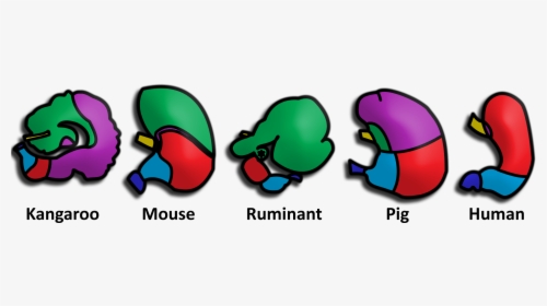 Mammalian Stomachs Remake - Stomach Of Different Animals, HD Png Download, Transparent PNG