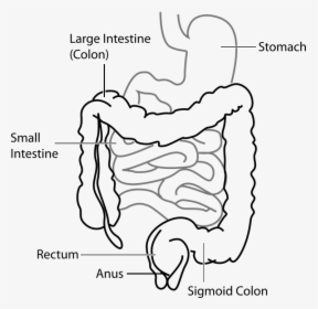 Diagram, Digestive, System, Stomach, Intestine - Large Intestine And Small Intestine Diagram, HD Png Download, Transparent PNG