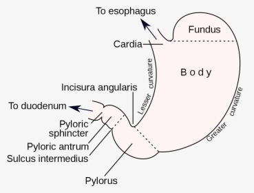 Acidity In The Stomach Diagram, HD Png Download , Transparent Png Image ...