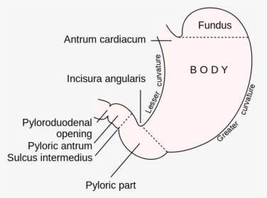 This Diagram Of The Stomach Shows The Cardiac Region, - Stomach Figure, HD Png Download, Transparent PNG