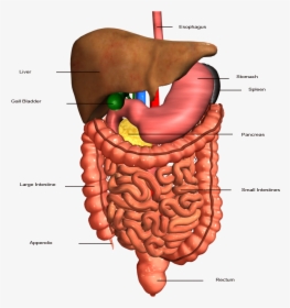 Stomach Clipart Human Intestine - Human Digestive System, HD Png Download, Transparent PNG