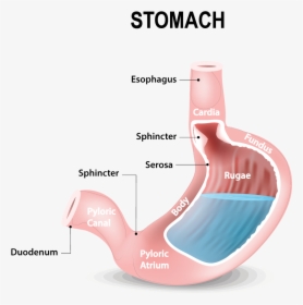 Acidity In The Stomach Diagram, HD Png Download, Transparent PNG