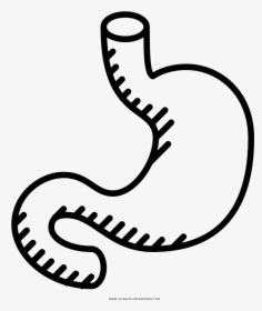 Stomach Coloring Page - Colouring Image Of Stomach, HD Png Download, Transparent PNG