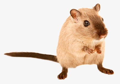 Transparent Mouse Animal Png - Pets Are Legal In Australia, Png Download, Transparent PNG