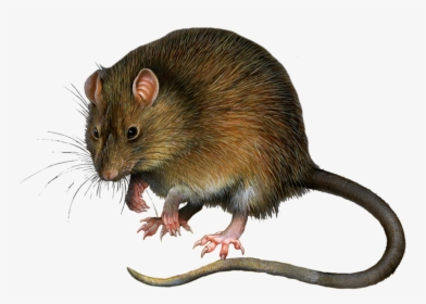 Mouse, Rat Png Image - Rat Png, Transparent Png, Transparent PNG
