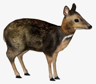 Philippine Mouse Deer Png , Png Download - Philippine Mouse Deer Png, Transparent Png, Transparent PNG