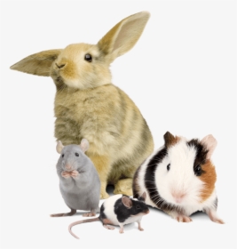[pets2 ] - Rabbit - Rabbit Guinea Pig Mouse, HD Png Download, Transparent PNG