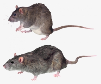 Download And Use Rat - Transparent Background Mice Png, Png Download, Transparent PNG