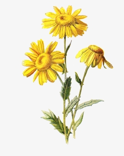 Go To Image - Wildflower Clip Art Free, HD Png Download, Transparent PNG
