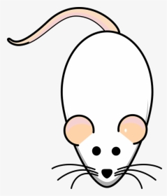 Rat, Mouse, White, Albino, Animal, Mammal, Lab, Biology - Animasi Tikus Putih, HD Png Download, Transparent PNG