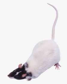 Mouse, Rat Png Image - Мышь Пнг, Transparent Png, Transparent PNG