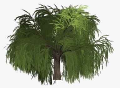 Transparent Willow Tree Png - Roystonea, Png Download, Transparent PNG