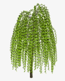 Weeping Willow Tree Drawing Clip Art - Transparent Background Weeping Willow Clipart, HD Png Download, Transparent PNG