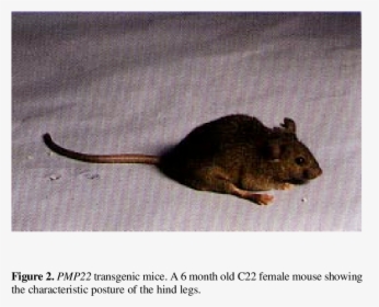 Genomic Analysis Of Transgenic Mice - Mouse, HD Png Download, Transparent PNG