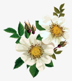 Wild Rose Flower - Clip Art, HD Png Download, Transparent PNG