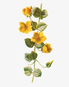 Backgrounds Warehouse - Botanical Yellow Flowers Png, Transparent Png, Transparent PNG