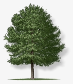 Willow Oak Tree Png, Transparent Png, Transparent PNG