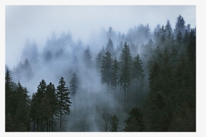 #ftestickers #forest #background - Foggy Mountain Pine Trees, HD Png Download, Transparent PNG