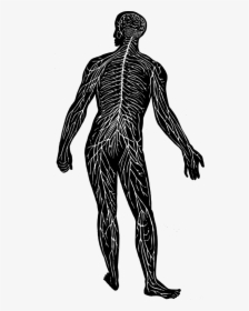 Nerve System - Nerve Centres In The Body, HD Png Download, Transparent PNG