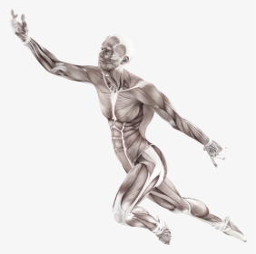 The 4-quadrant Model - Motion Of Human Body, HD Png Download, Transparent PNG