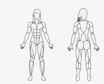 Obesity Drawing Human Figure Model - Draw A Muscular System, HD Png Download, Transparent PNG
