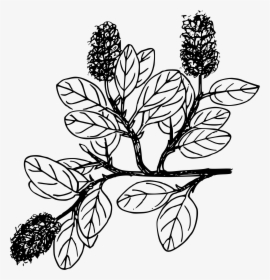 Snow Willow Clip Arts - Drawing, HD Png Download, Transparent PNG