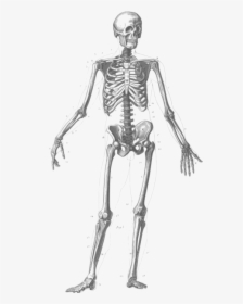 Skeleton,figure Drawing,human - Many Bones In Human Body, HD Png Download, Transparent PNG