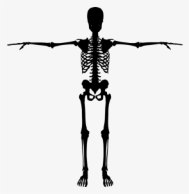 Bones, Dead, Figure, Halloween, Human, People, Person - Silhouette Skeleton Png, Transparent Png, Transparent PNG