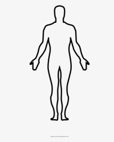 Human Body Coloring Page - Homo Sapiens Full Body Drawing, HD Png Download, Transparent PNG