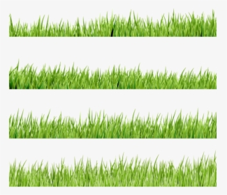 Флора, Зеленая Трава, Green Grass, Grünes Gras, Flore, - Lawn, HD Png Download, Transparent PNG