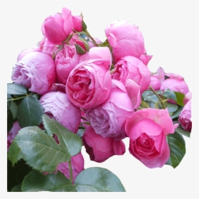 Rose Flower Seedling Vine This Month Big Flower Fragrant - Rose, HD Png Download, Transparent PNG