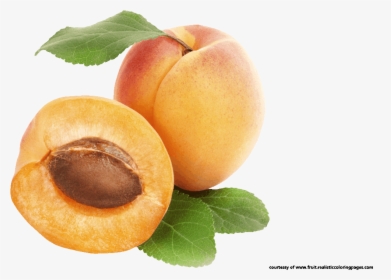 Downloads 7 Apricot Royalty Free Clipart Fruit Names - Βερικοκο, HD Png Download, Transparent PNG